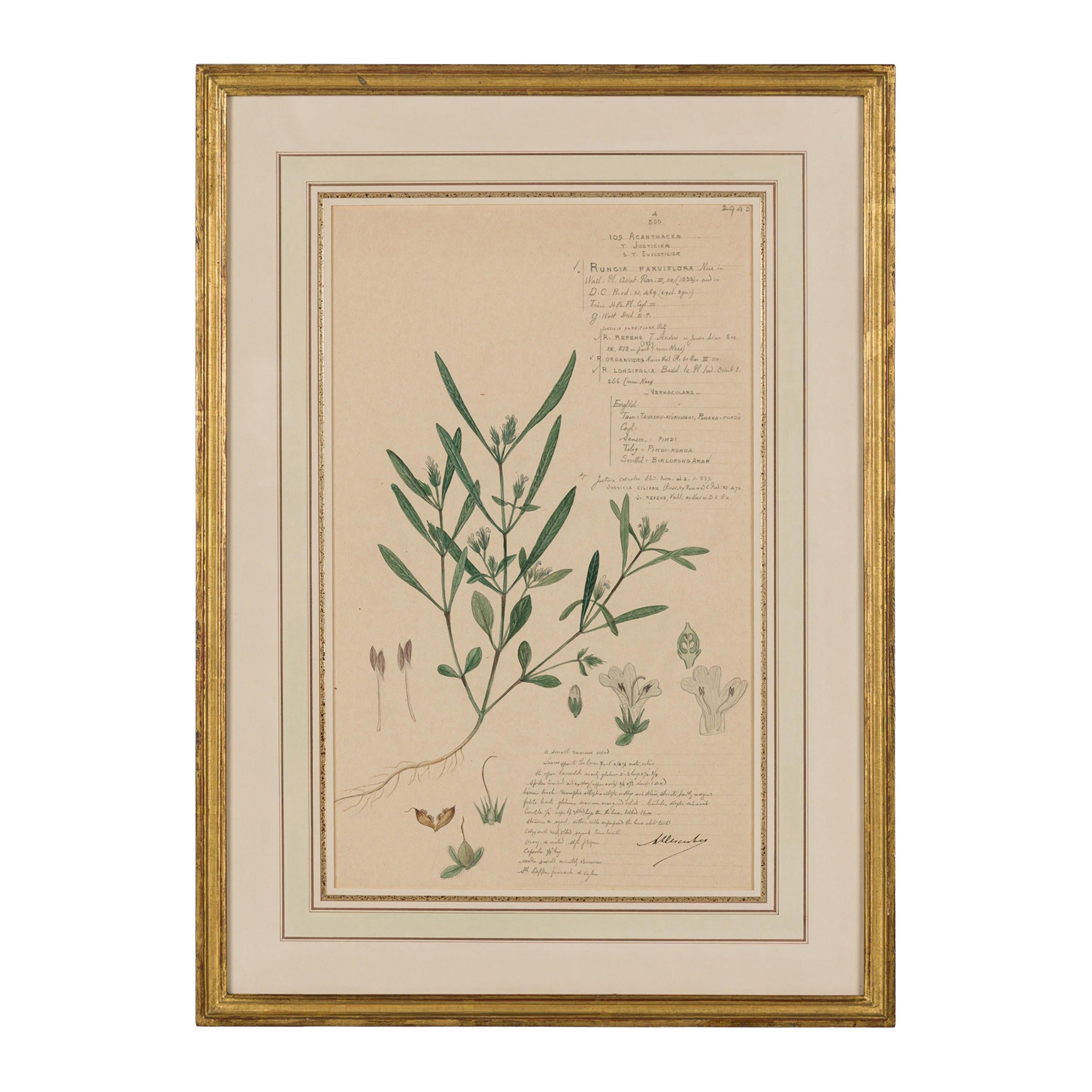 Framed American Victorian 19th Century Botanical Drawing, "Rungia Parviflora"