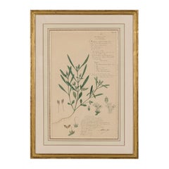 Framed American Victorian 19th Century Botanical Drawing, "Rungia Parviflora"