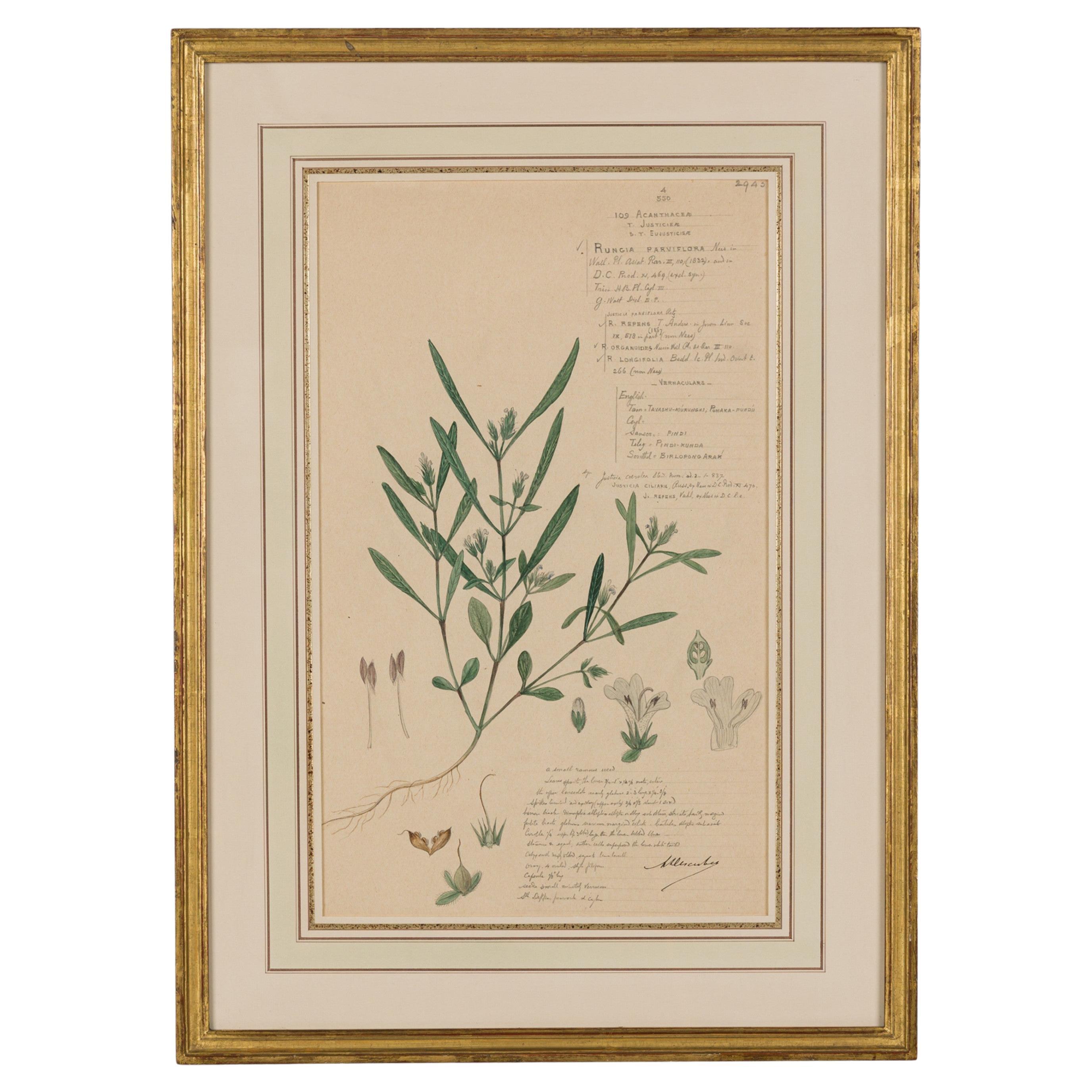 Gerahmte amerikanische viktorianische botanische Zeichnung des 19. Jahrhunderts, "Rungia Parviflora".