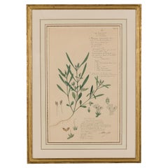 Gerahmte amerikanische viktorianische botanische Zeichnung des 19. Jahrhunderts, "Rungia Parviflora".