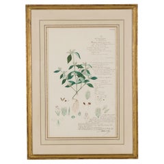 Gerahmte amerikanische viktorianische botanische Zeichnung des 19. Jahrhunderts, "Rungia Parviflora".