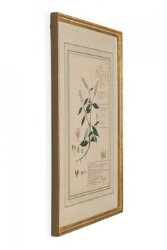 Framed American Victorian 19th Century Botanical Drawing, "Rungia Repens"