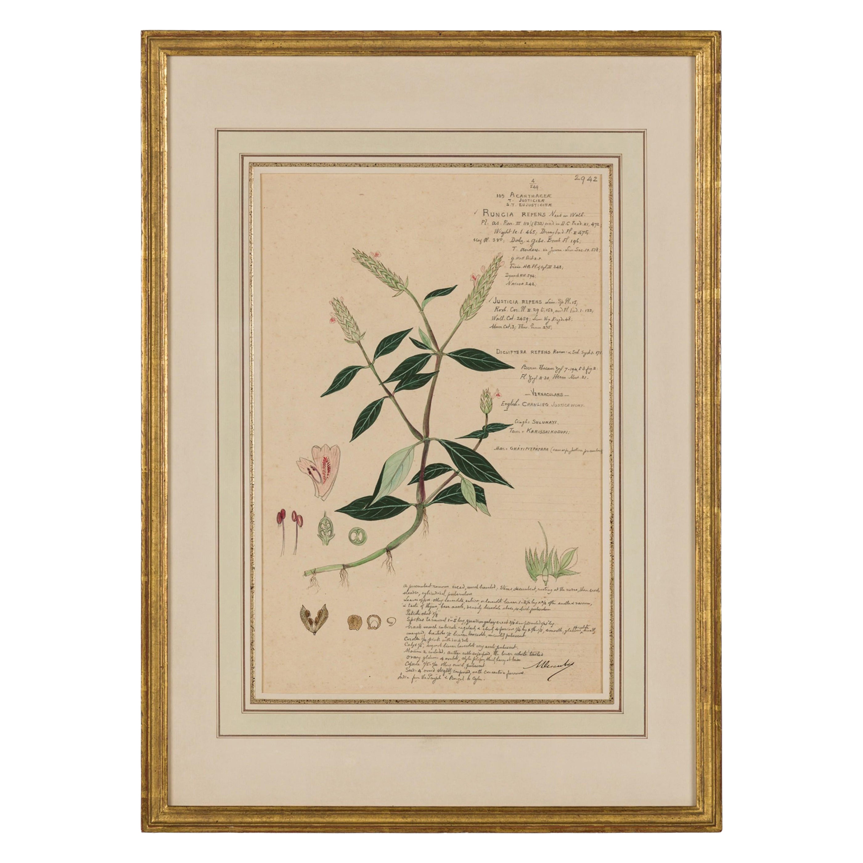 Framed American Victorian 19th Century Botanical Drawing, "Rungia Repens"