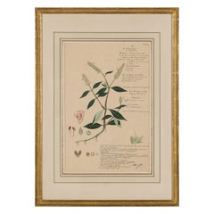 Framed American Victorian 19th Century Botanical Drawing, "Rungia Repens"
