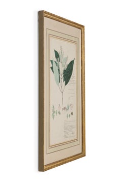 Framed American Victorian 19th Century Botanical Drawing, "Rungia Wightiana"