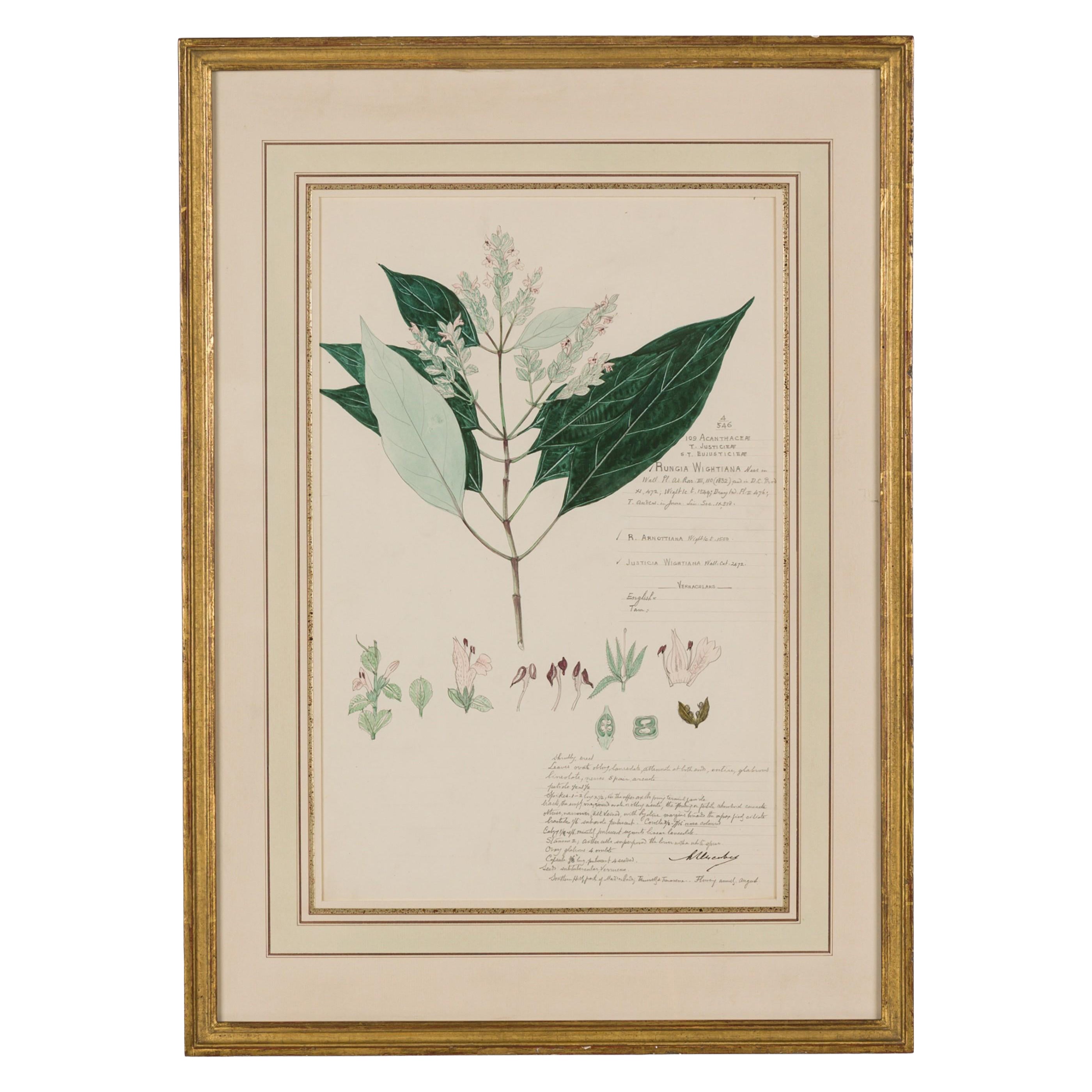 Framed American Victorian 19th Century Botanical Drawing, "Rungia Wightiana"