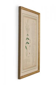 Framed American Victorian 19th Century Botanical Drawing, "Verbena Officinalis"