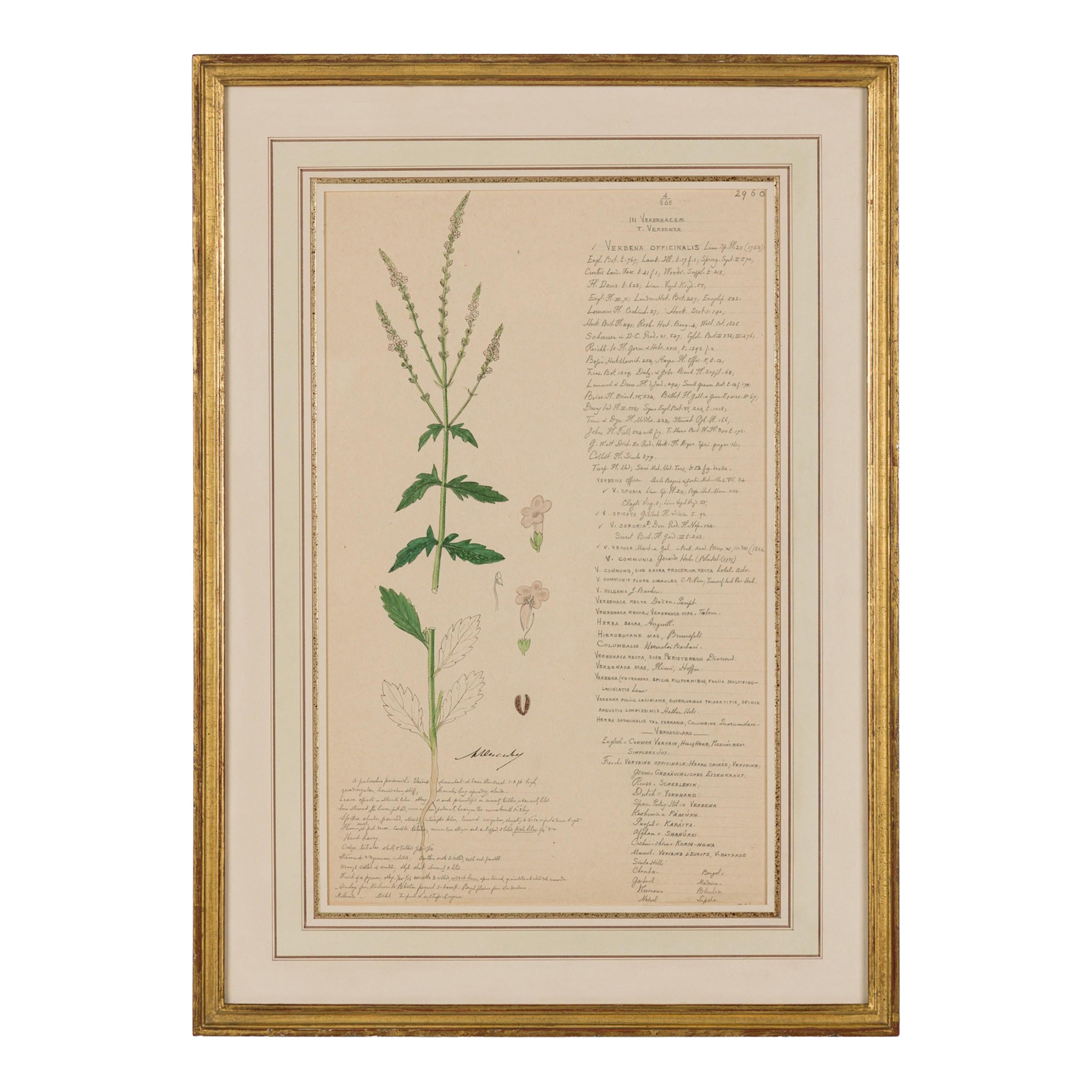 Framed American Victorian 19th Century Botanical Drawing, "Verbena Officinalis"
