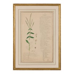 Framed American Victorian 19th Century Botanical Drawing, "Verbena Officinalis"