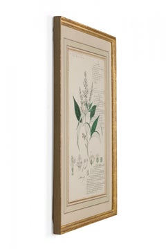 Dibujo botánico en acuarela de estilo victoriano del siglo XIX de la Vitex altissima