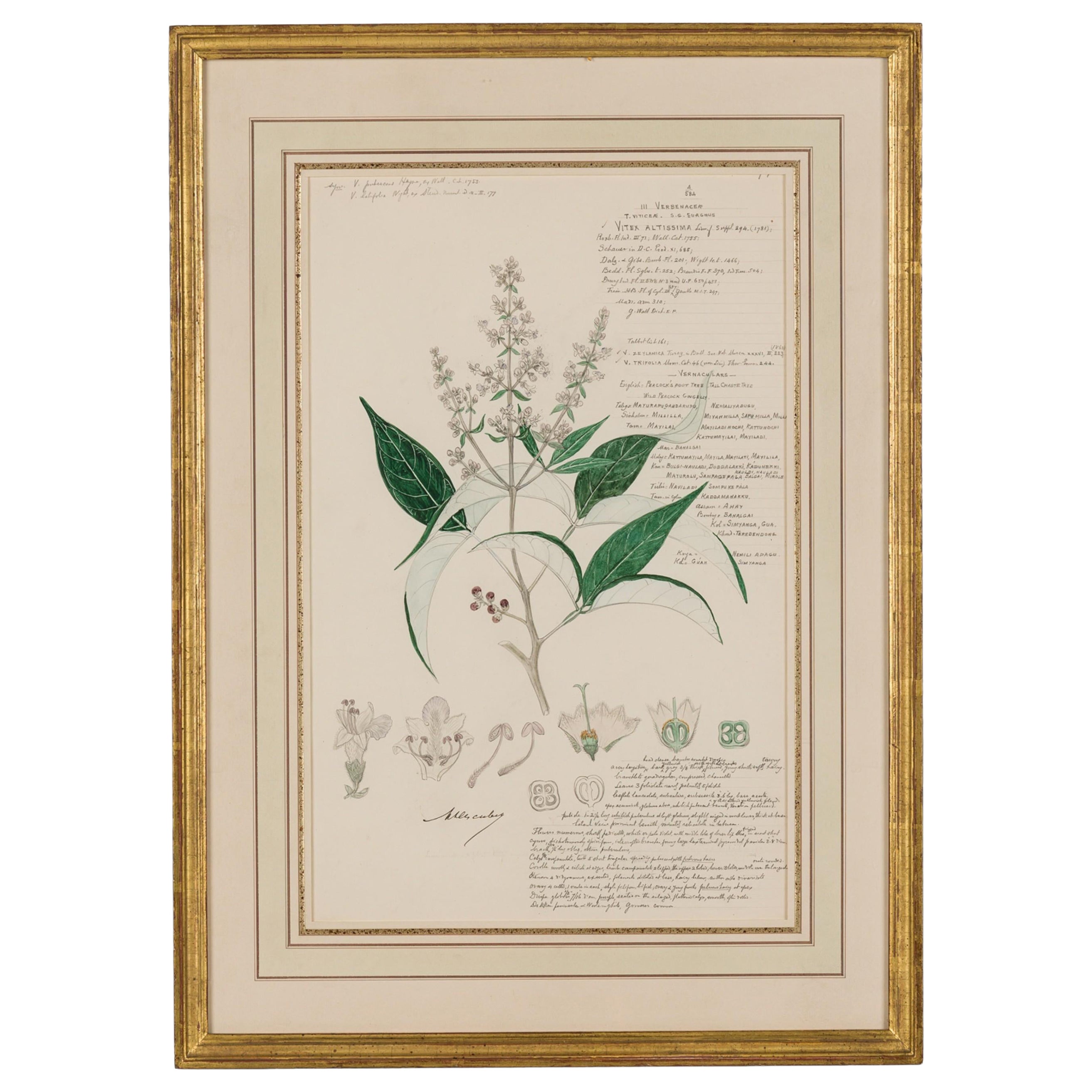 Framed American Victorian 19th Century Botanical Drawing, "Vitex Altissima"