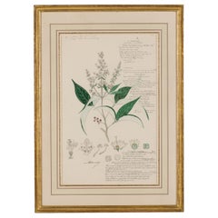 Framed American Victorian 19th Century Botanical Drawing, "Vitex Altissima"