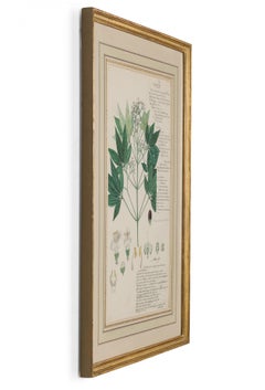 Framed American Victorian 19th Century Botanical Drawing, "Vitex Leucoxylon"