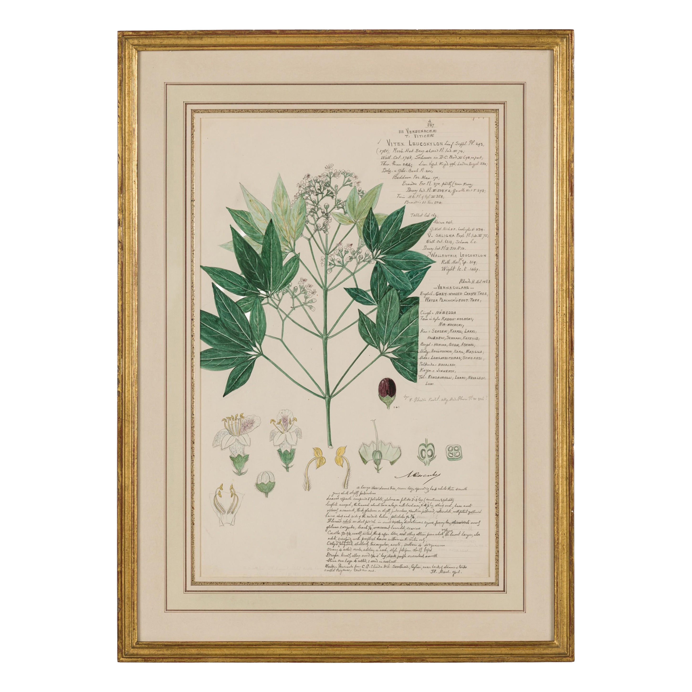 Framed American Victorian 19th Century Botanical Drawing, "Vitex Leucoxylon"