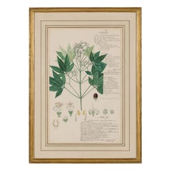 Framed American Victorian 19th Century Botanical Drawing, "Vitex Leucoxylon"