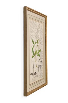 Framed American Victorian 19th Century Botanical Drawing, "Vitex Negundo"