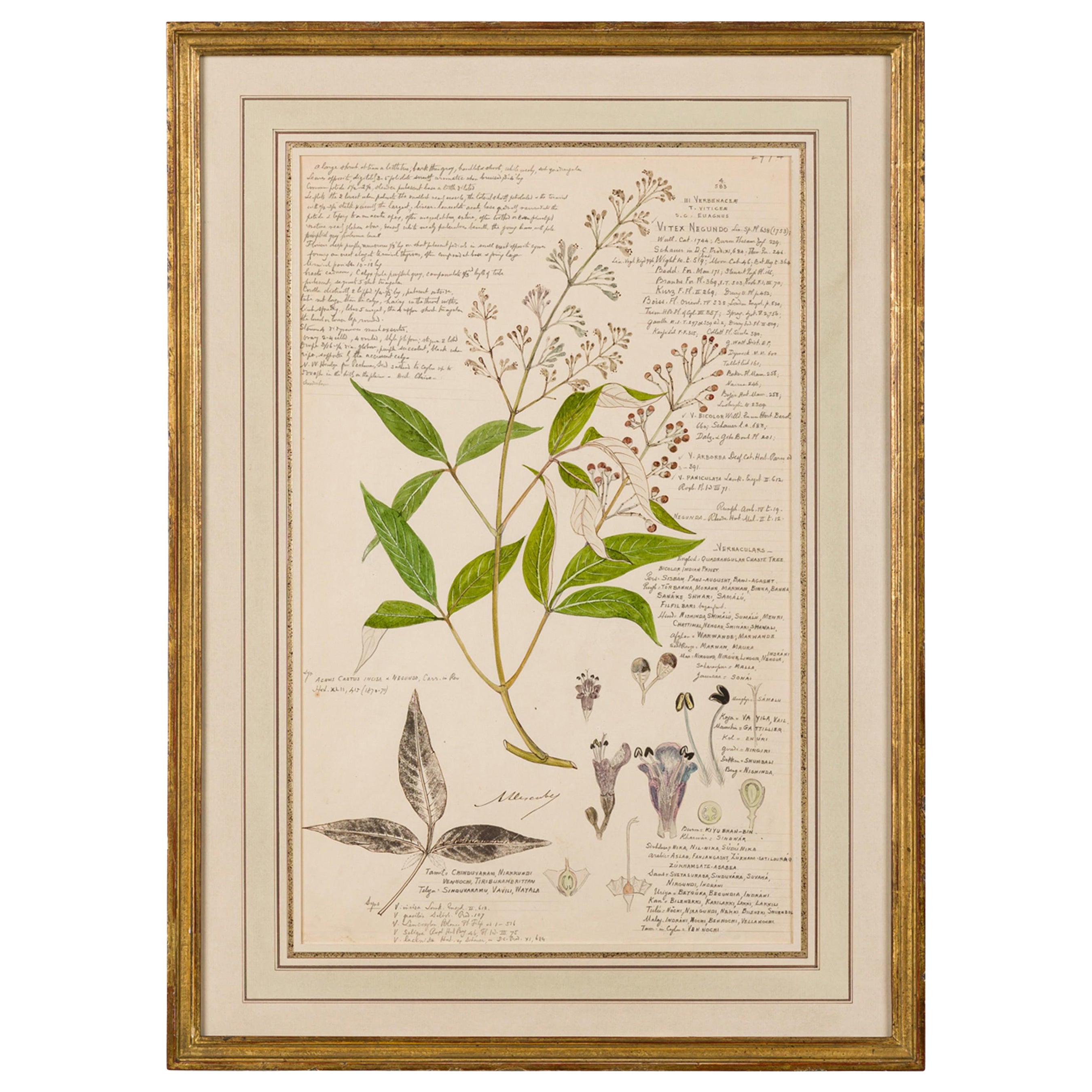 Framed American Victorian 19th Century Botanical Drawing, "Vitex Negundo" For Sale