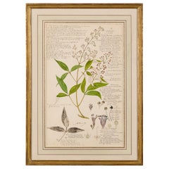 Framed American Victorian 19th Century Botanical Drawing, "Vitex Negundo"