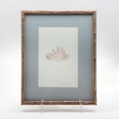 Framed and Pressed French Alguier 'Herbier' "Pressed Seaweed" Specimens