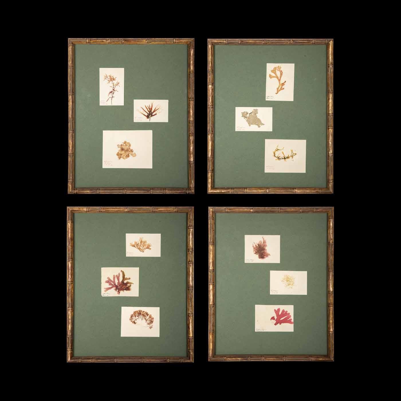 This is a set of late 19th-century French Alguier (Herbier) specimens of pressed seaweed, mounted and framed. The specimens were collected from oceans and seas around the world and were originally part of a two-volume collection called 