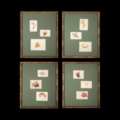 Framed and Pressed French Alguier Specimens from the 19th Century