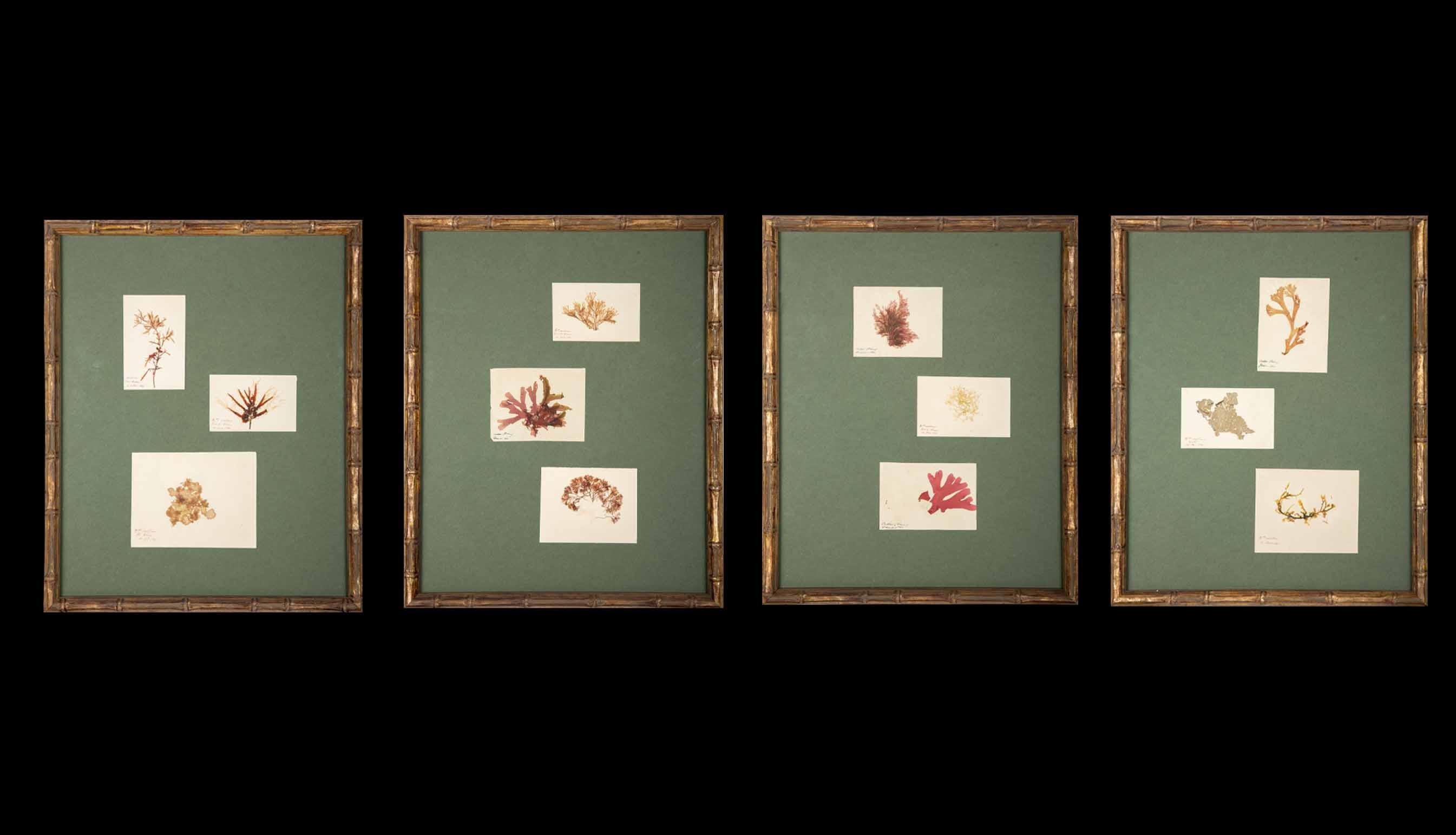 Napoleon III Framed and Pressed French Alguier Specimens from the 19th Century