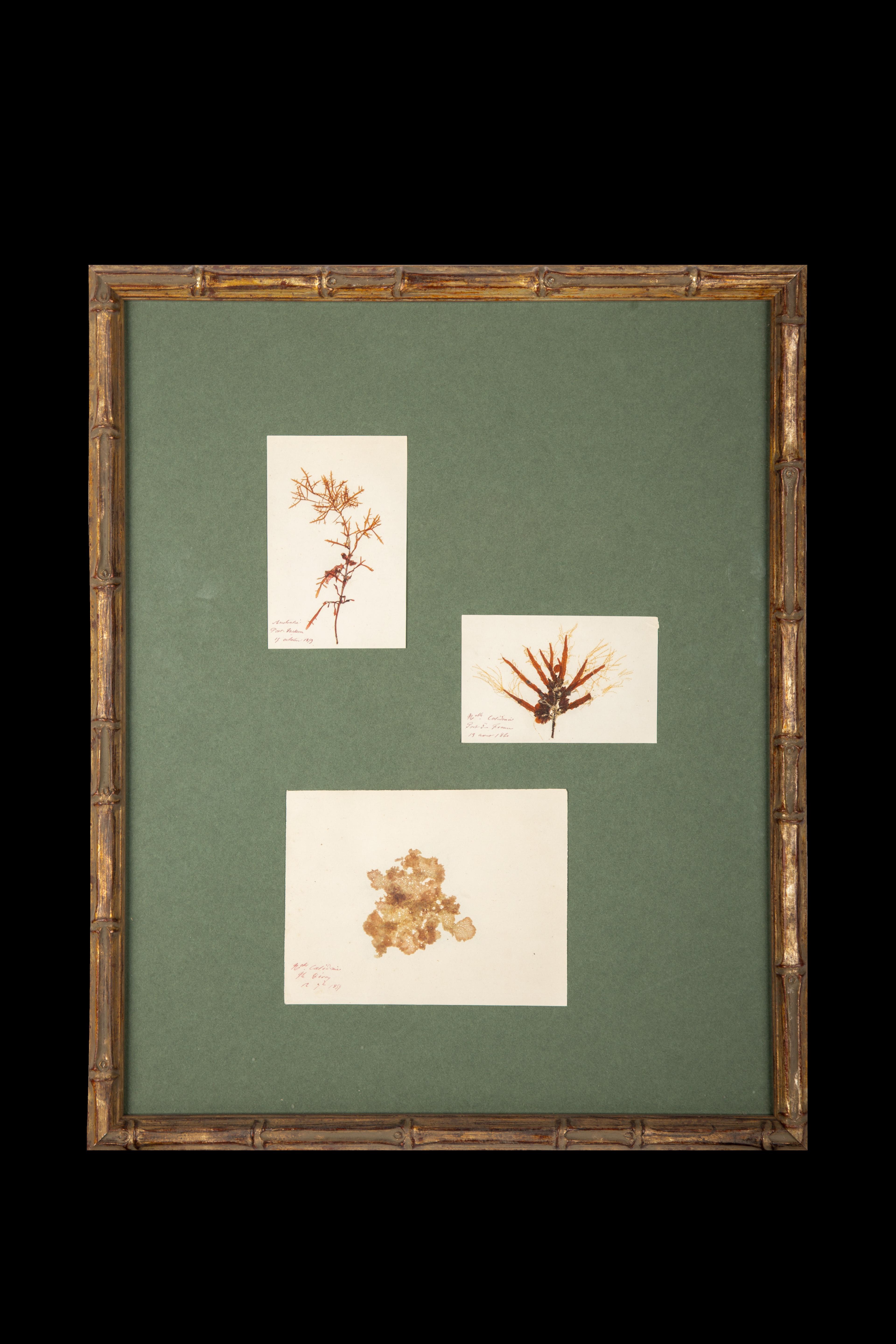 Framed and Pressed French Alguier Specimens from the 19th Century In Excellent Condition In New York, NY