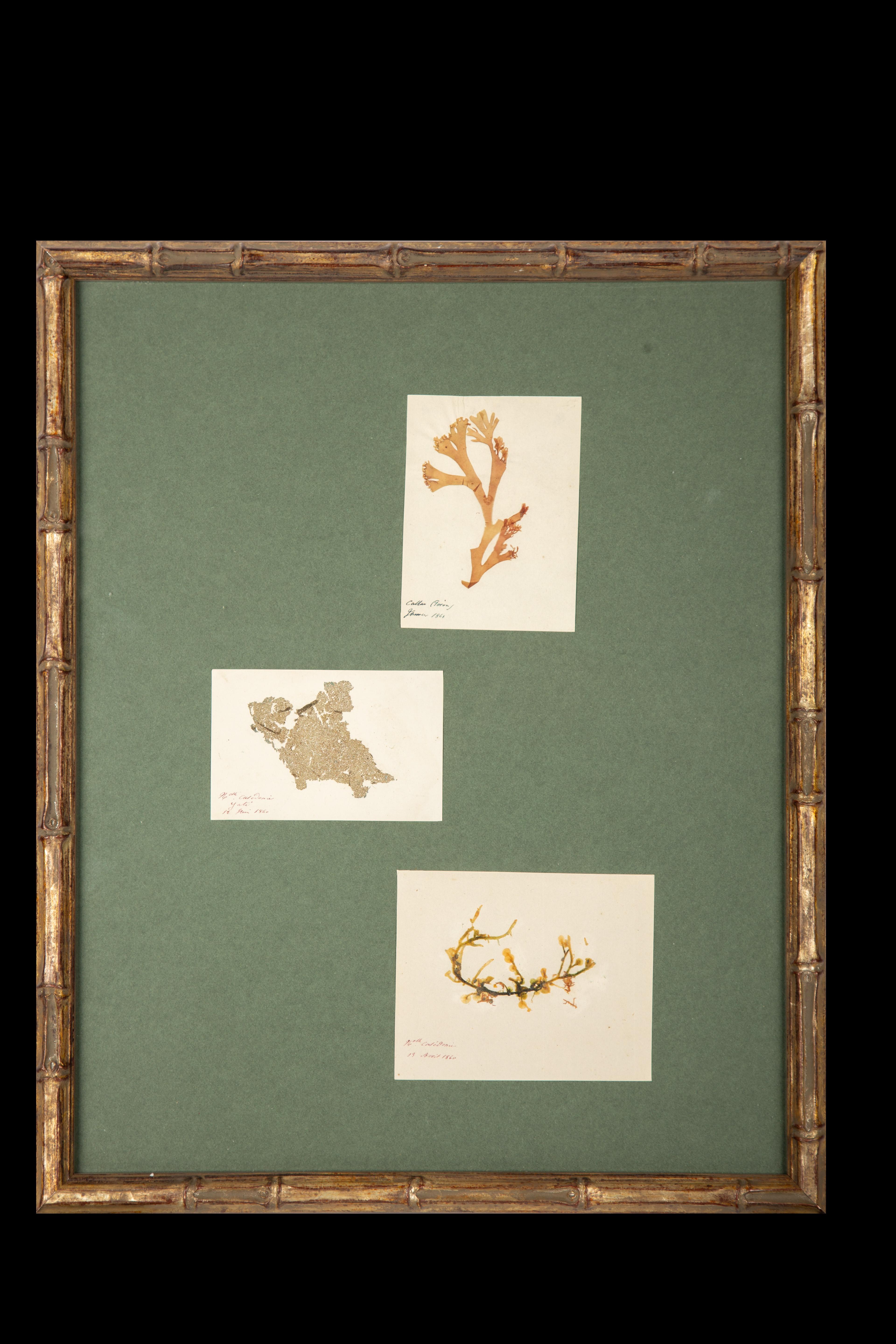 Paper Framed and Pressed French Alguier Specimens from the 19th Century
