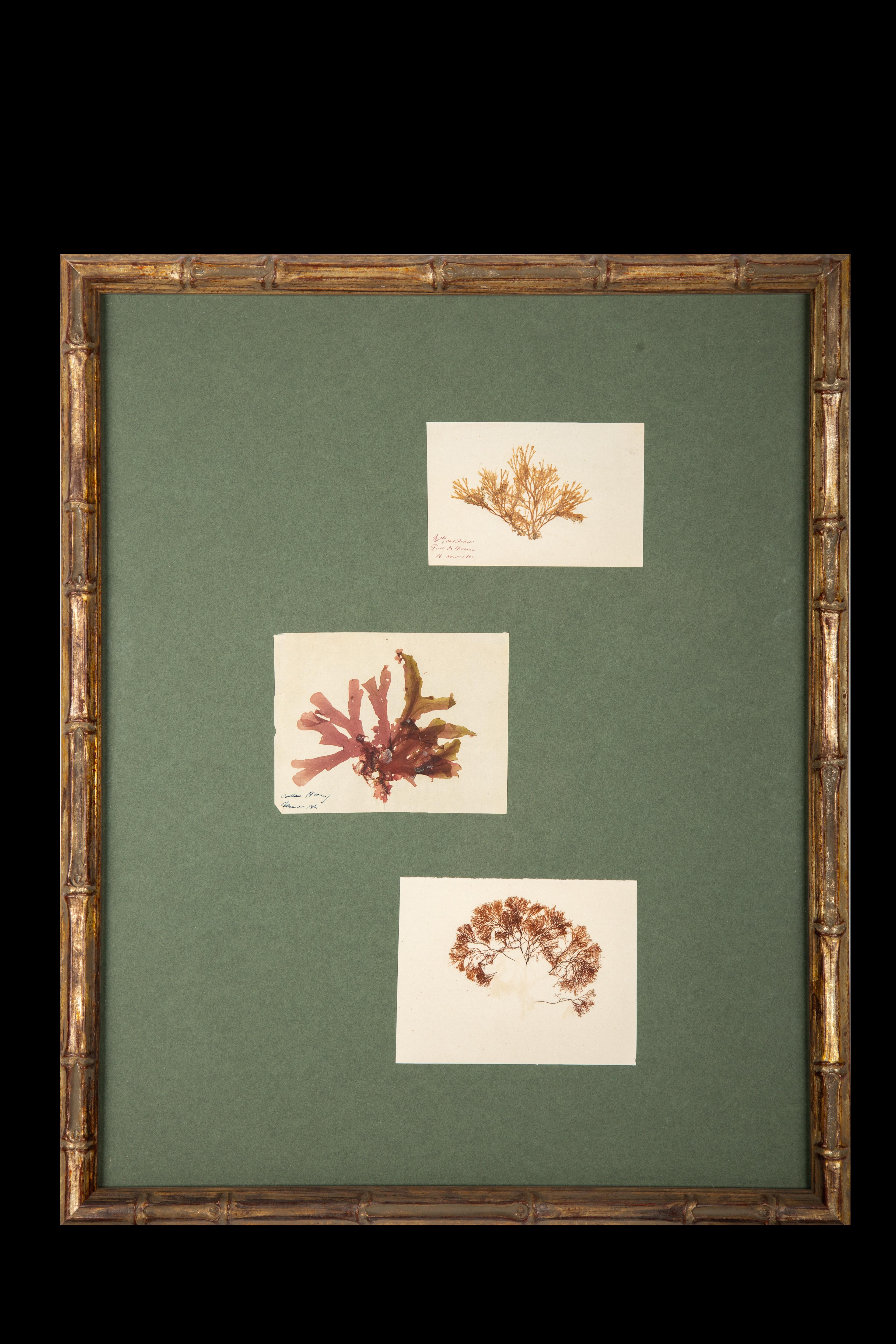 Framed and Pressed French Alguier Specimens from the 19th Century 1