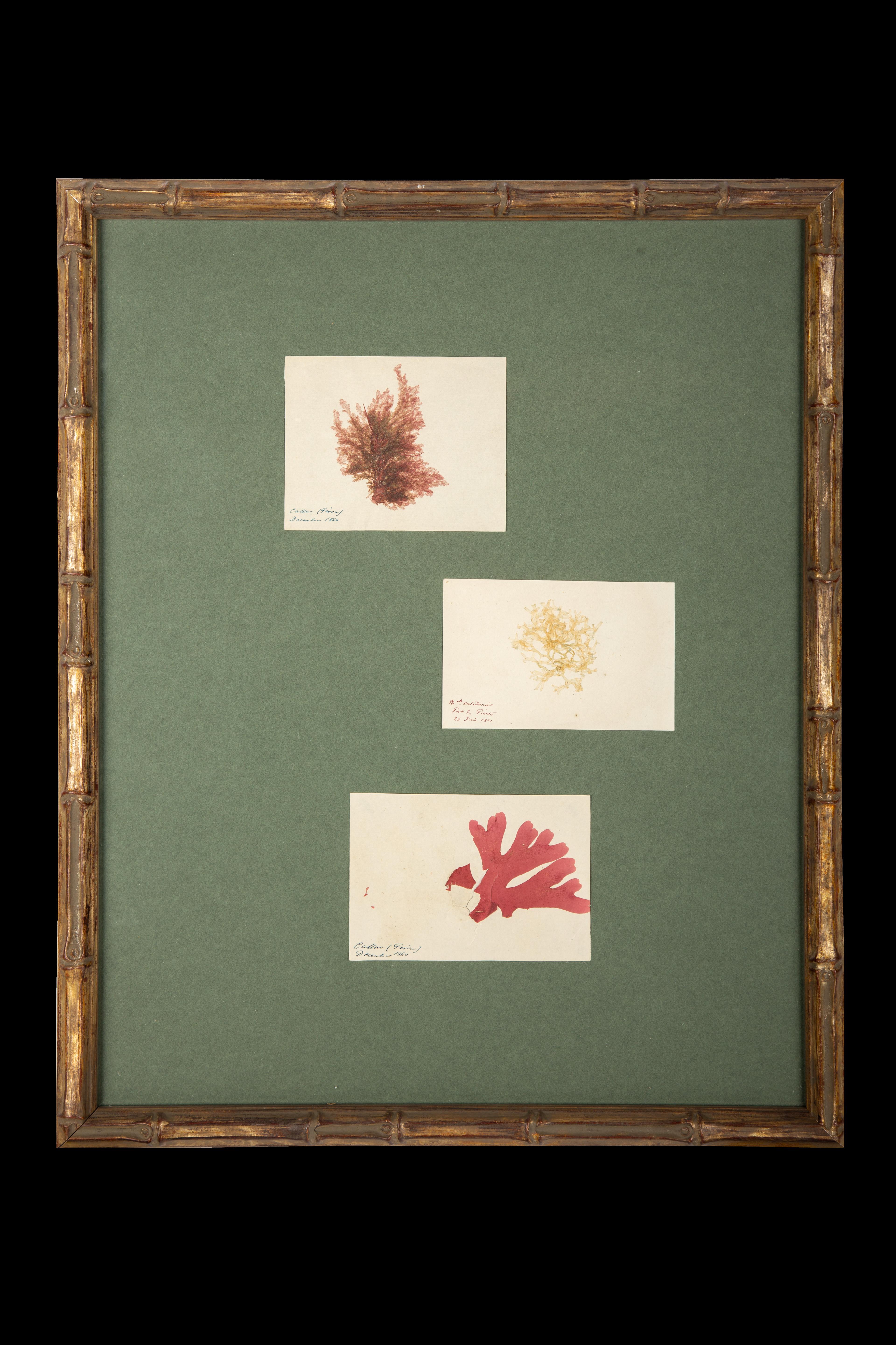 Framed and Pressed French Alguier Specimens from the 19th Century 2
