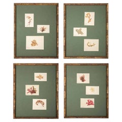 Framed and Pressed French Alguier Specimens from the 19th Century