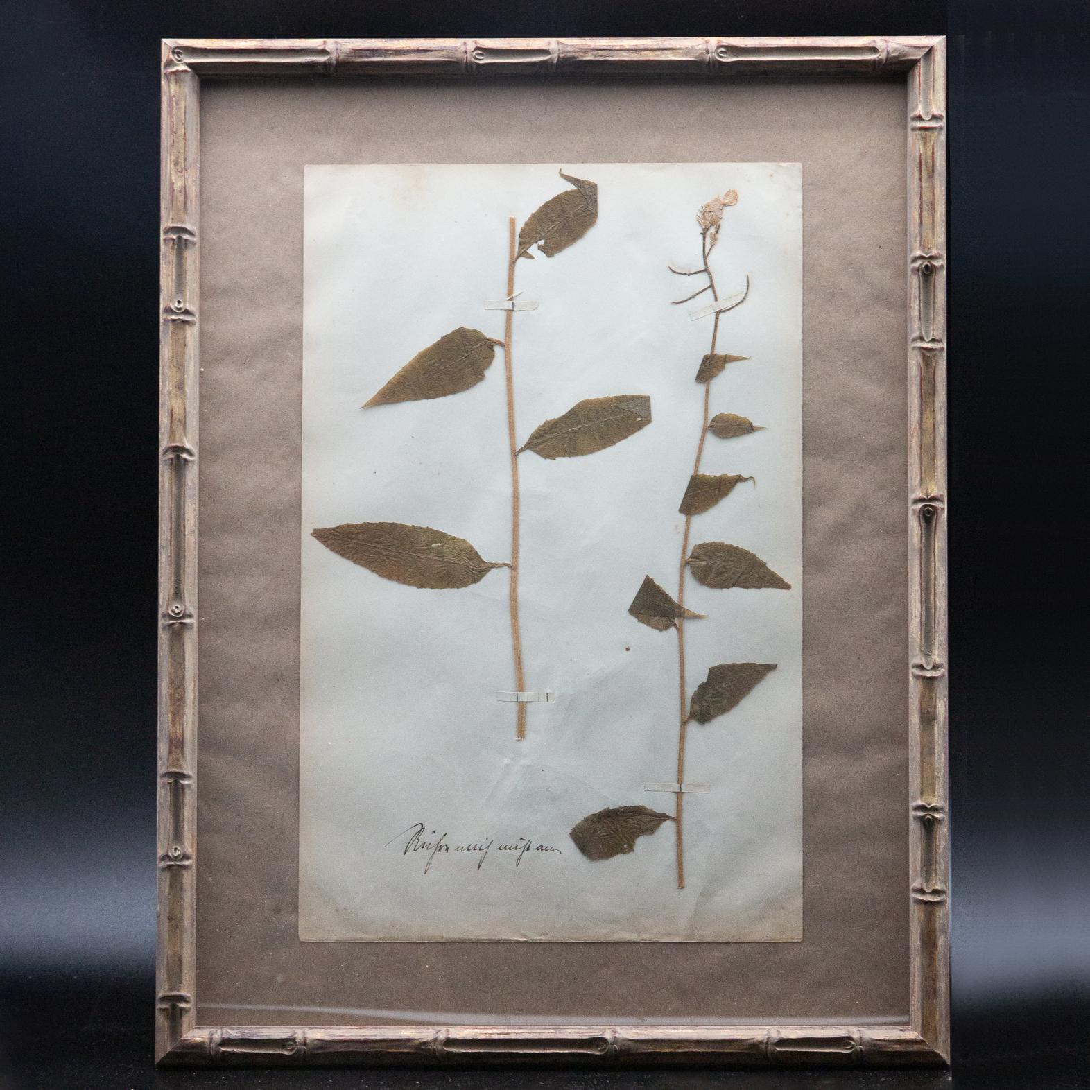Four framed and pressed plants from a collection of botanical pressings purchased in France. In the late 19th century collecting and pressing plants was all the rage for affluent Europeans. These collectors spent hours drying, pressing and mounting