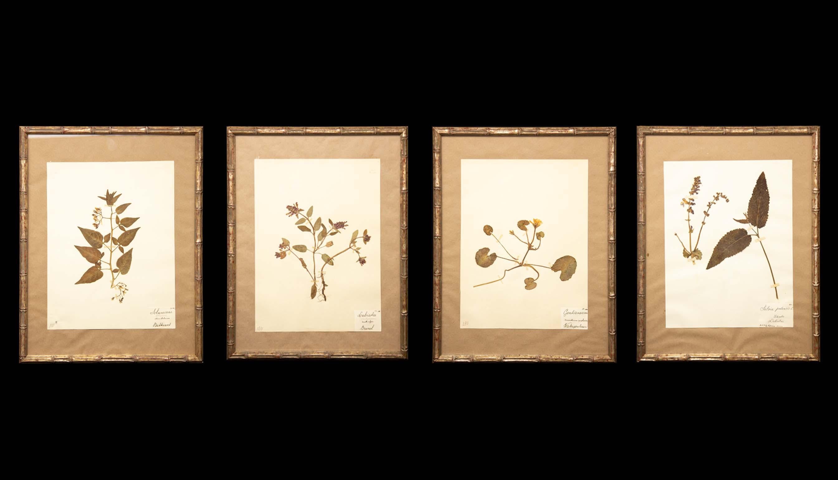 Four framed and pressed plants from a collection of botanical pressings purchased in France. In the late 19th century collecting and pressing plants was all the rage for affluent Europeans. These collectors spent hours drying, pressing and mounting