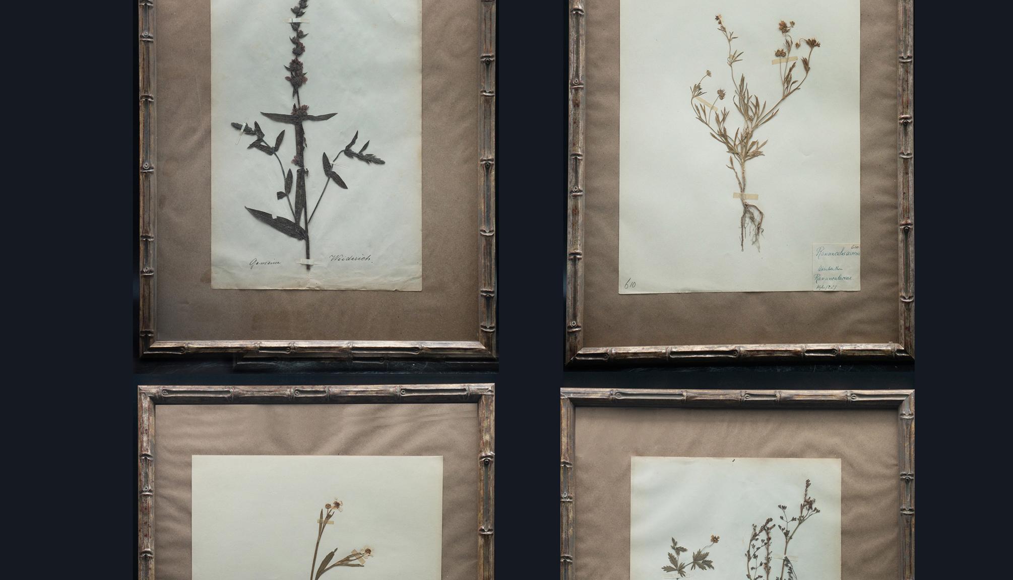 Napoleon III Framed and Pressed French 'Herbier' 