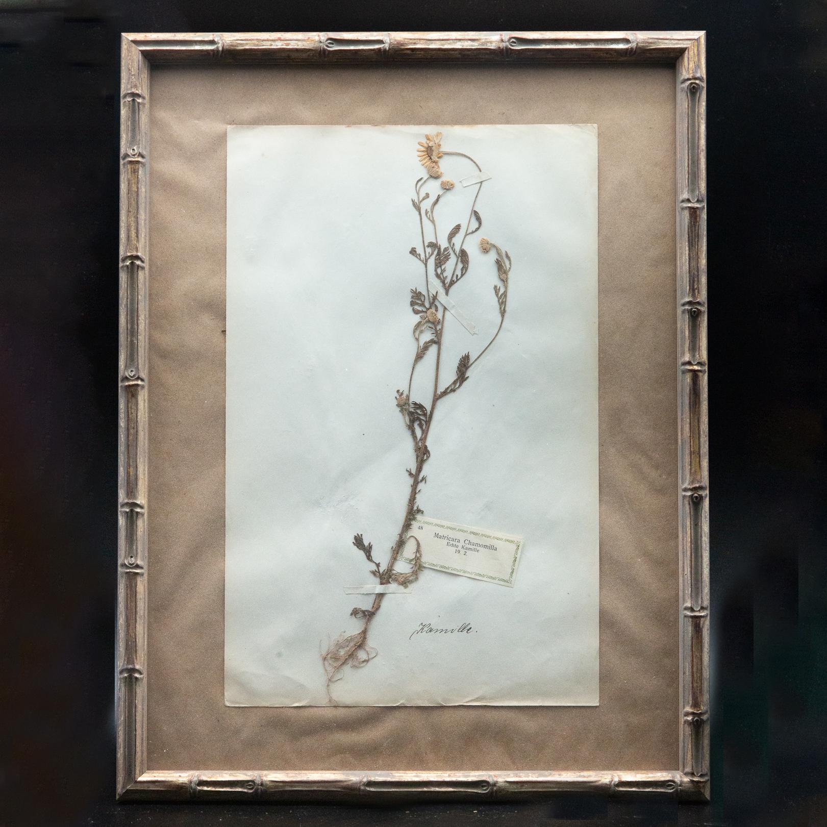 Napoleon III Framed and Pressed French 'Herbier' 