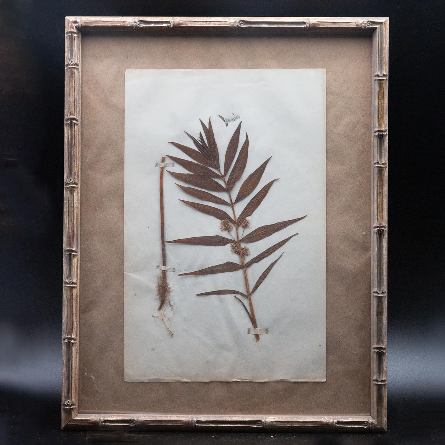 Framed and Pressed French 'Herbier' 
