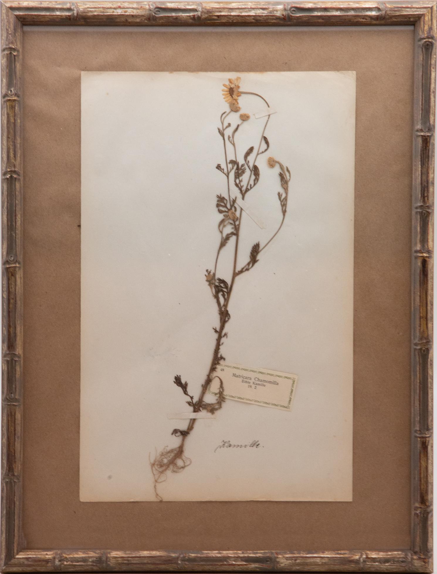 Framed and Pressed French 'Herbier' 
