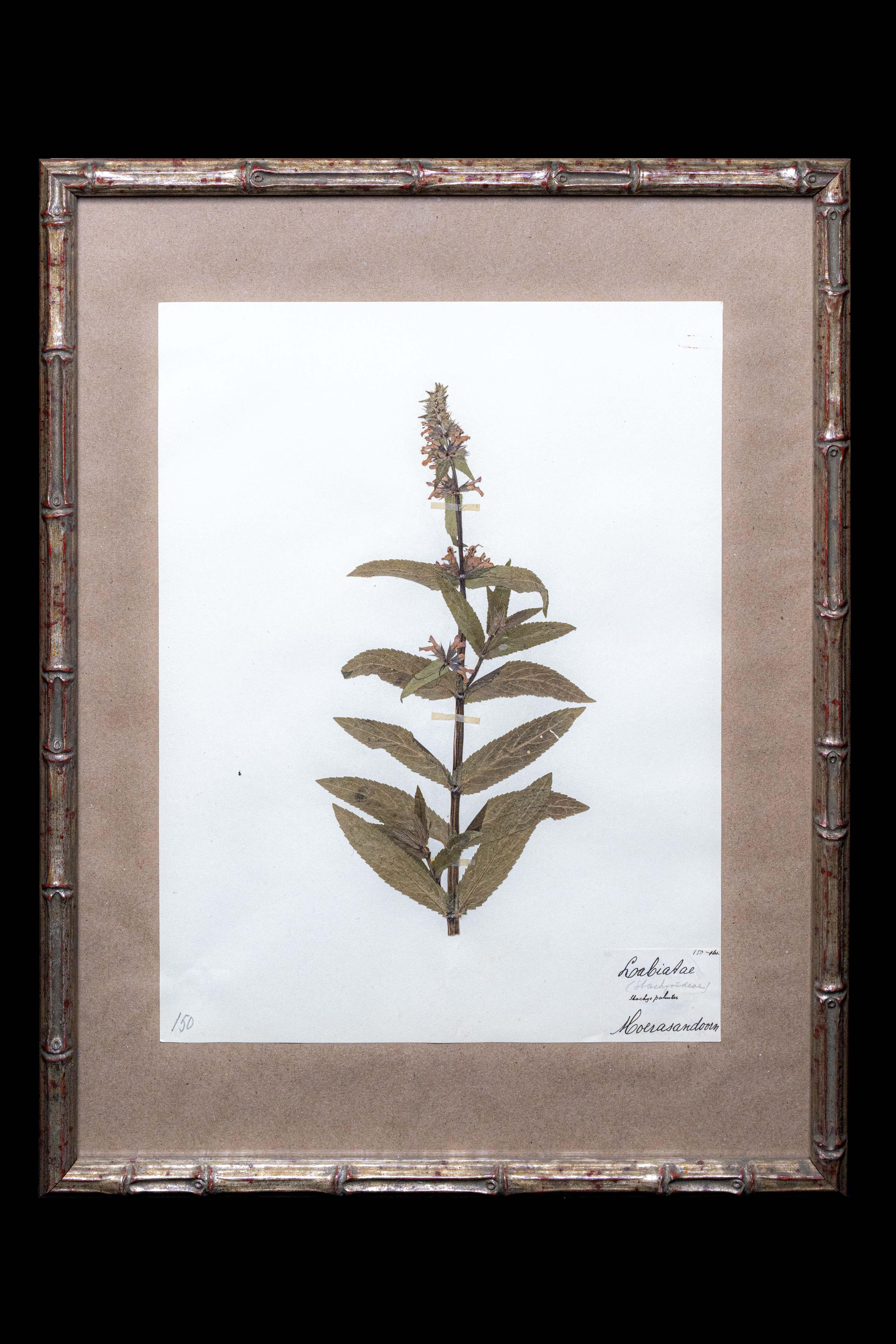 19th Century Framed and Pressed French 'Herbier' 