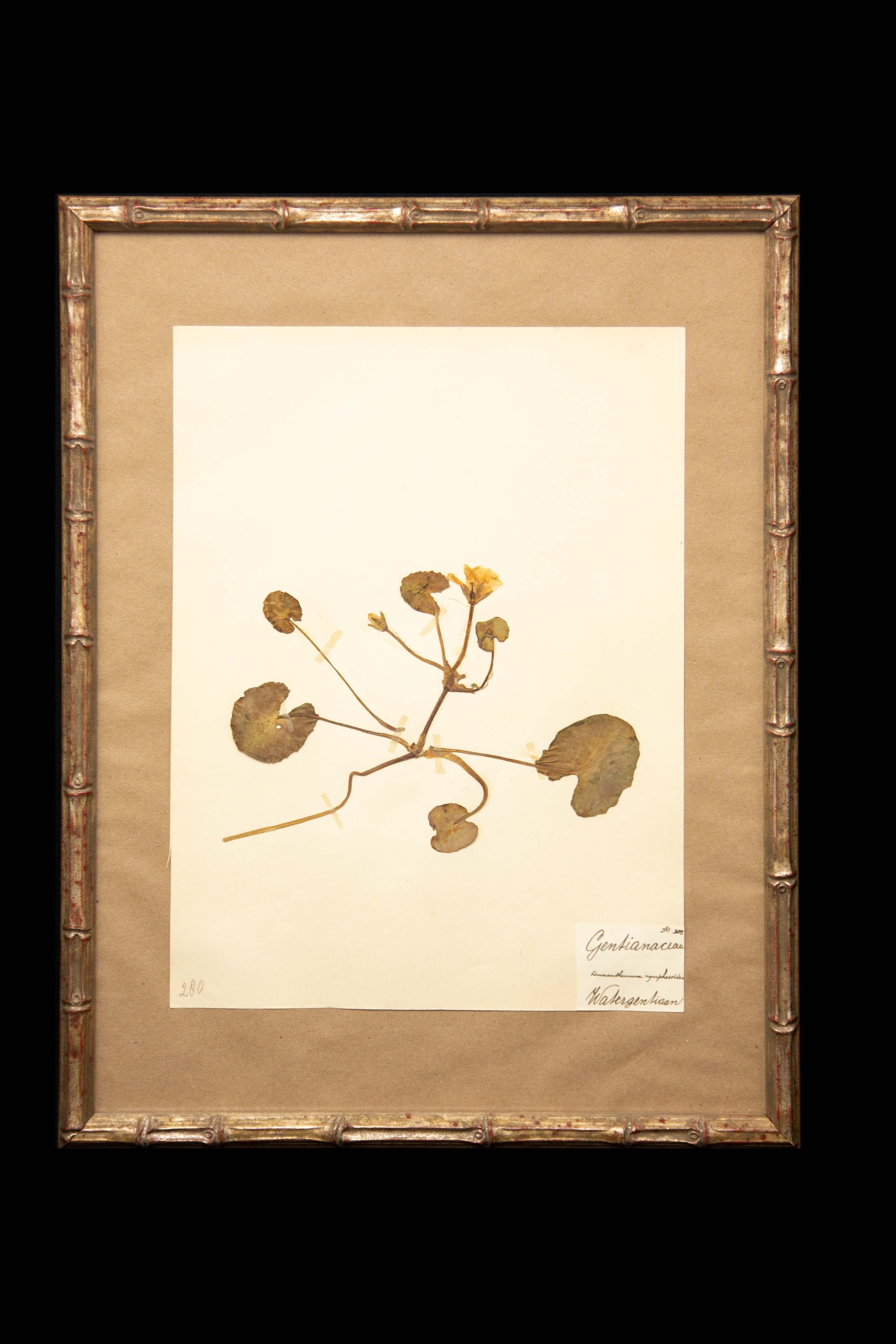 19th Century Framed and Pressed French 'Herbier' 