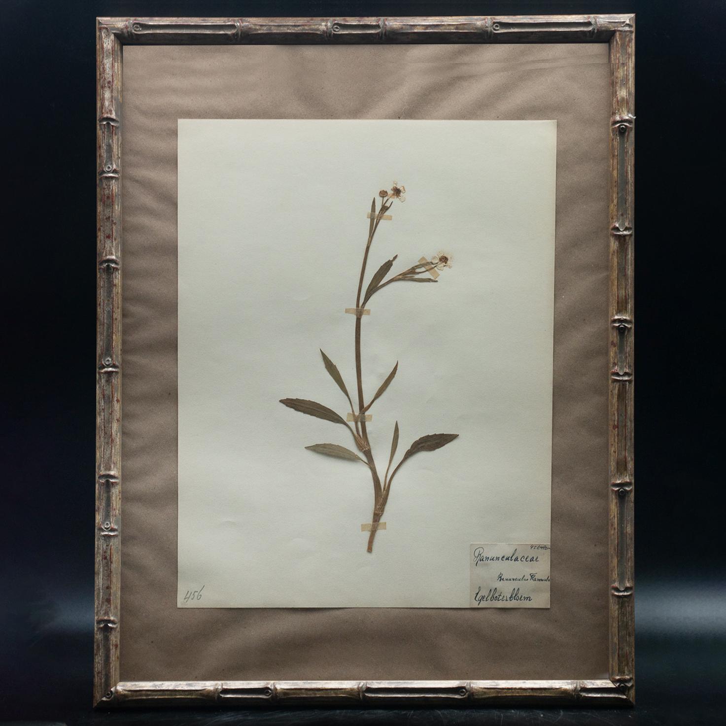 Faux Bamboo Framed and Pressed French 'Herbier' 
