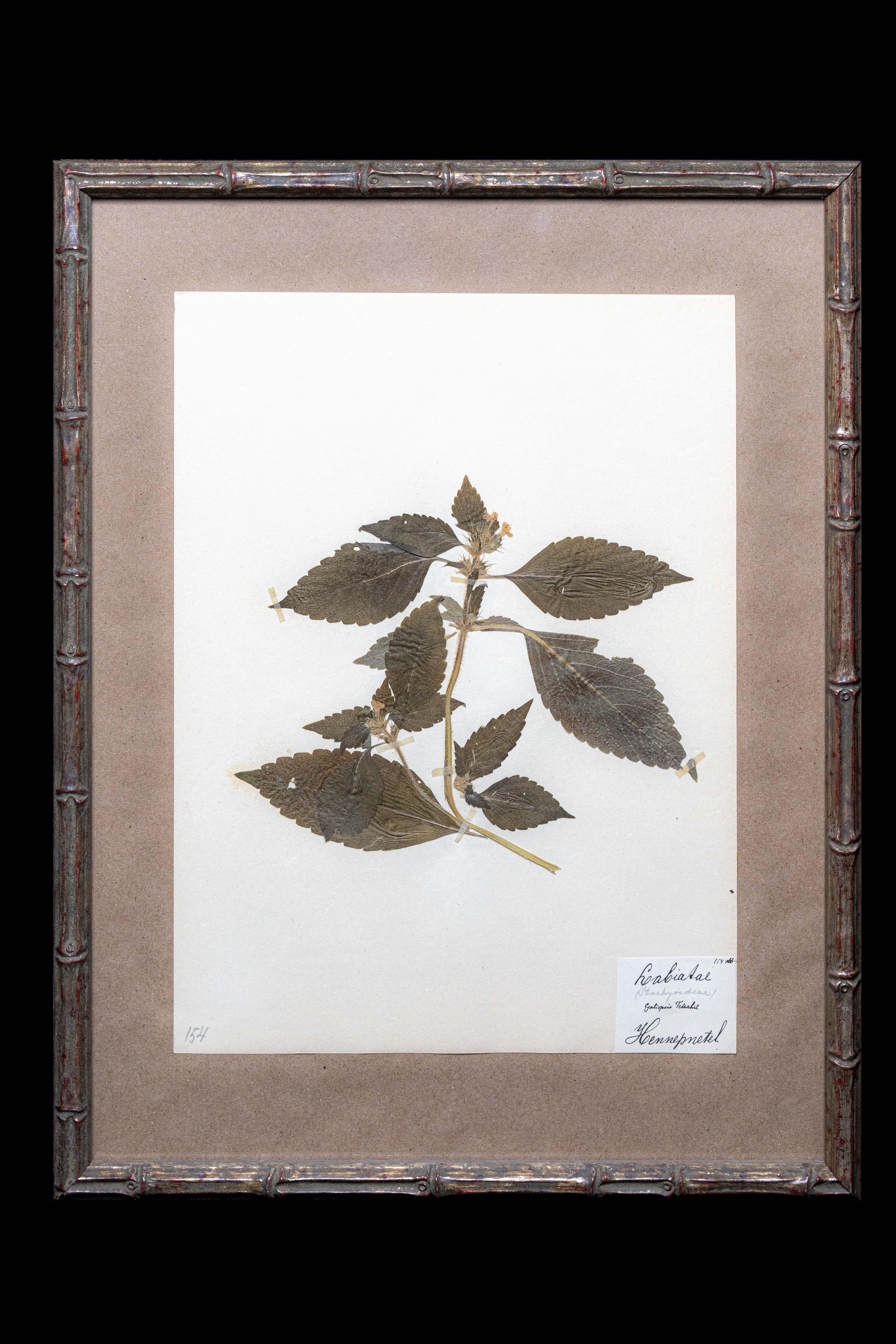 Faux Bamboo Framed and Pressed French 'Herbier' 