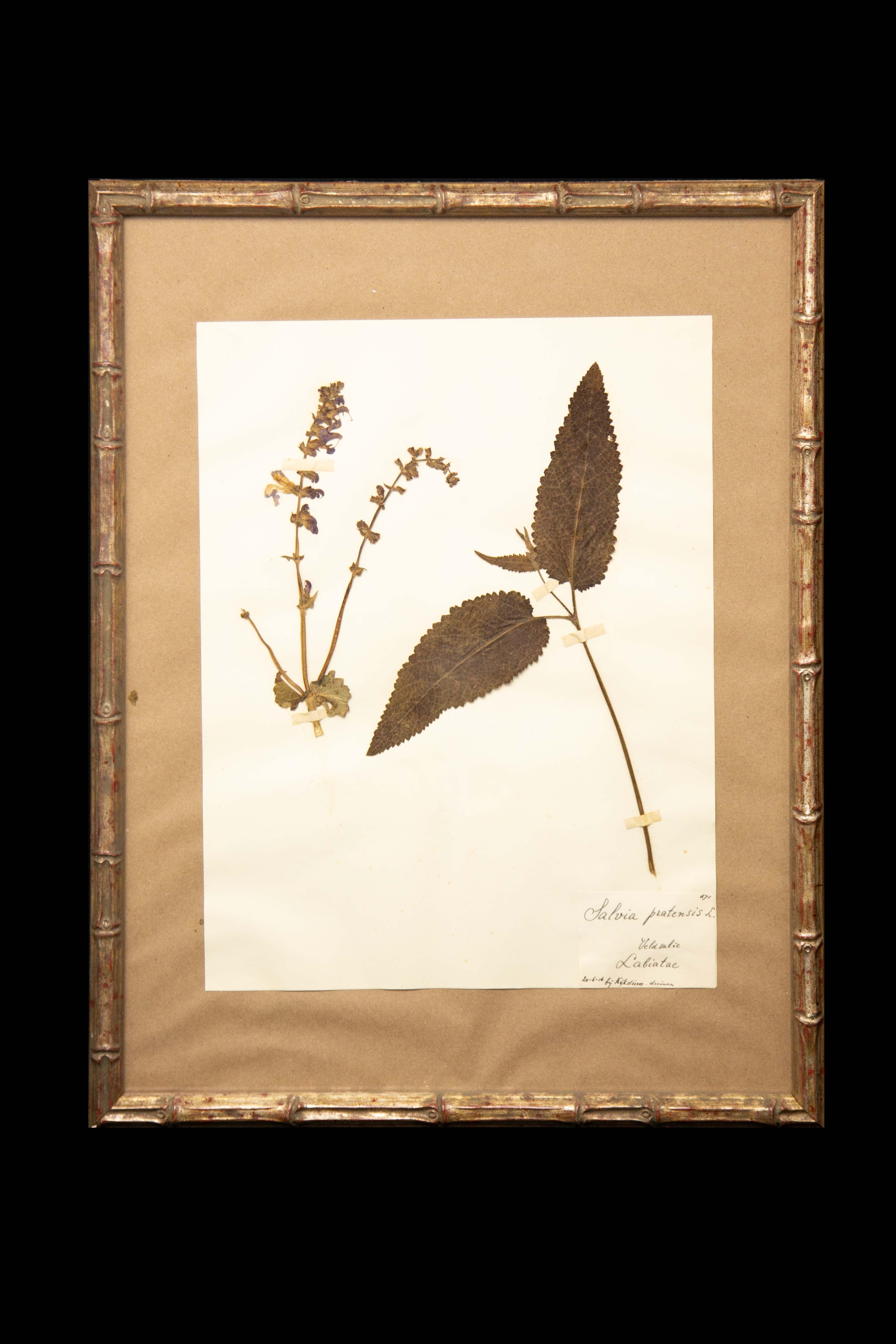 Framed and Pressed French 'Herbier' 