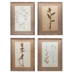 Framed and Pressed French 'Herbier' "Pressed Plant" Specimens