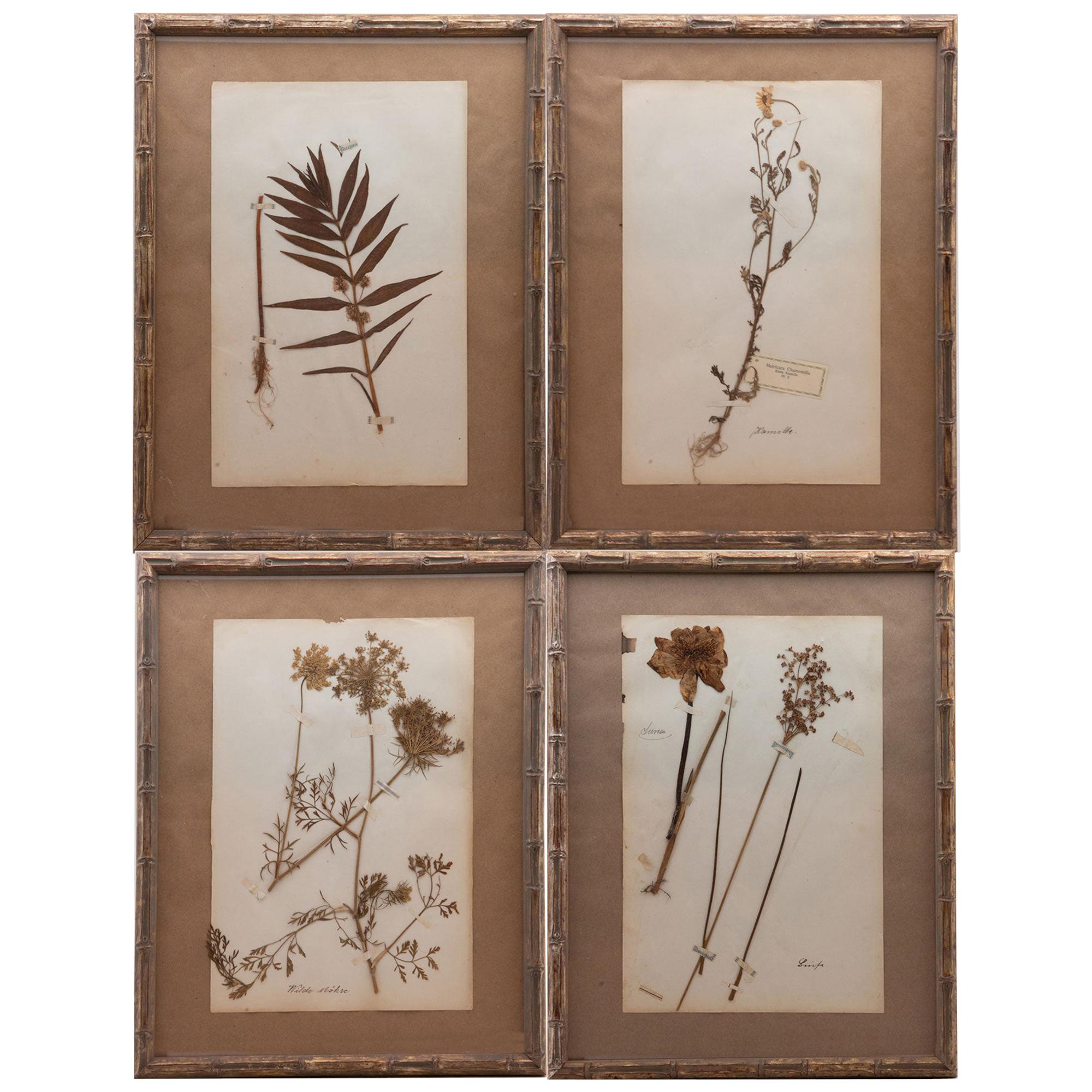 Framed and Pressed French 'Herbier' "Pressed Plant" Specimens
