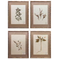 Antique Framed and Pressed French 'Herbier' "Pressed Plant" Specimens