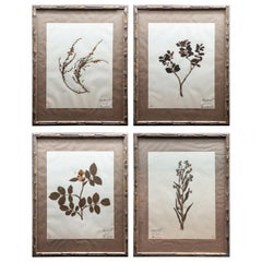 Framed and Pressed French 'Herbier' "Pressed Plant" Specimens