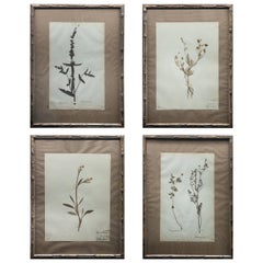 Antique Framed and Pressed French 'Herbier' "Pressed Plant" Specimens