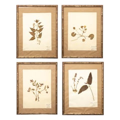 Framed and Pressed French 'Herbier' "Pressed Plant" Specimens