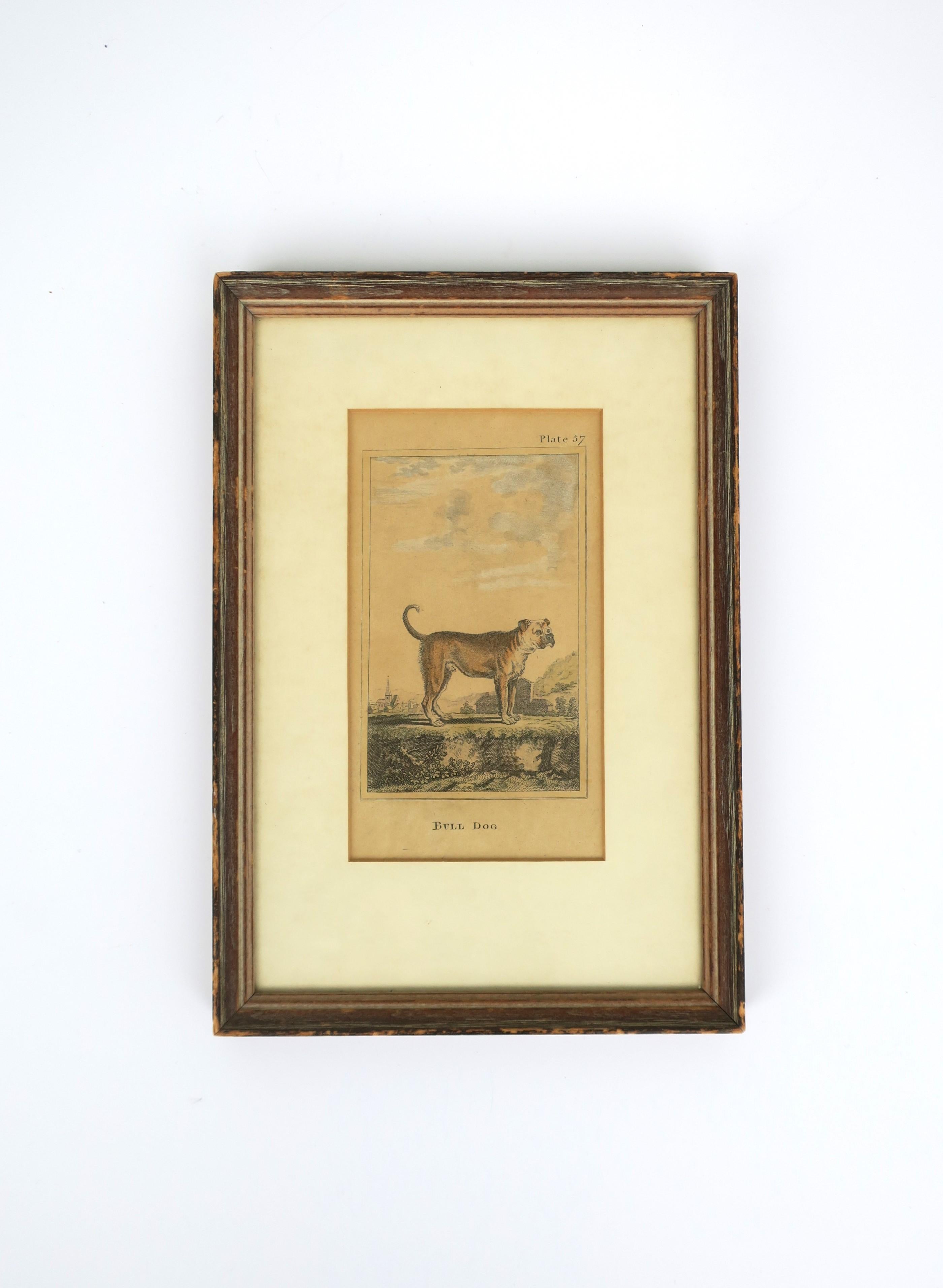 A framed antique bulldog artwork print, circa early-20th century. An early print with wood frame of 'Bull Dog'. Prepared for hanging on back as shown.

Dimensions: .75