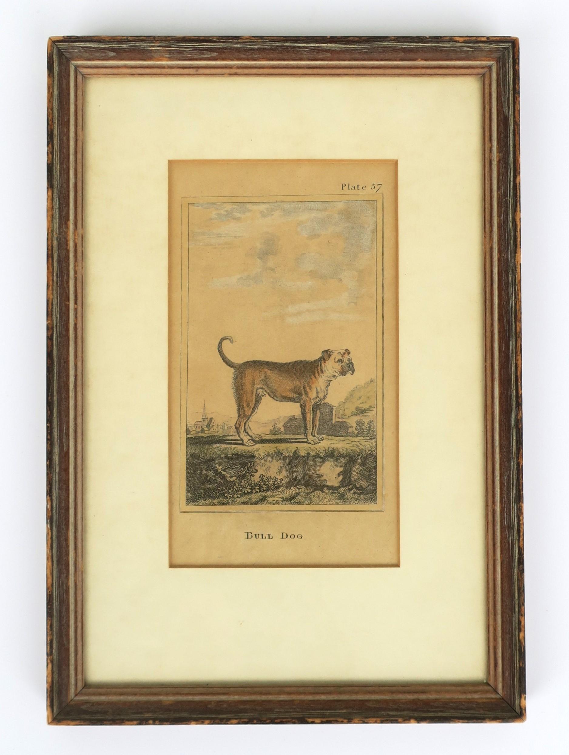 Framed Antique Bull Dog Artwork Print In Good Condition In New York, NY